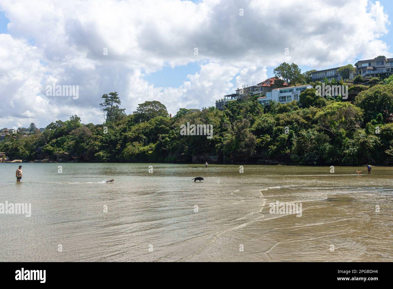 Cani che giocano nell'acqua di Sandy Bay nel Middle Harbour di Sydney, Australia Foto Stock