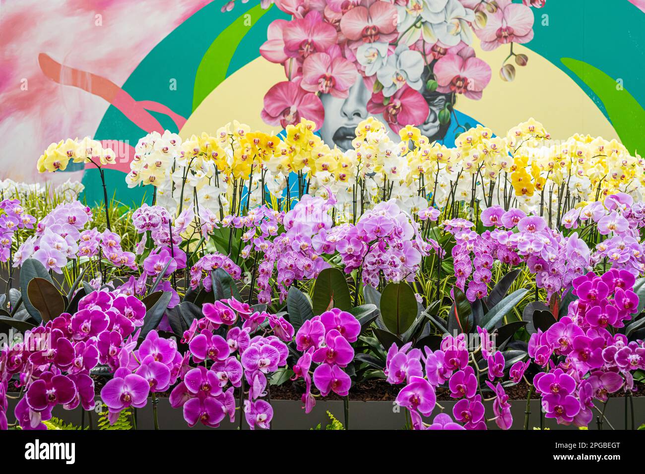 Una colorata esposizione di splendide orchidee al Fuqua Orchid Center dell'Atlanta Botanical Garden a Midtown Atlanta, Georgia. (USA) Foto Stock