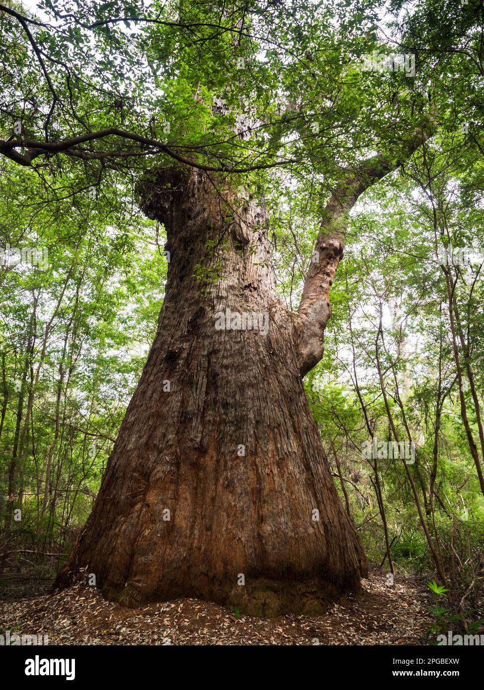 Red Tingle (Eucalyptus jacksonii), Monte Clare, Walpole-Nornalup National Park, Australia Occidentale, Australia Foto Stock