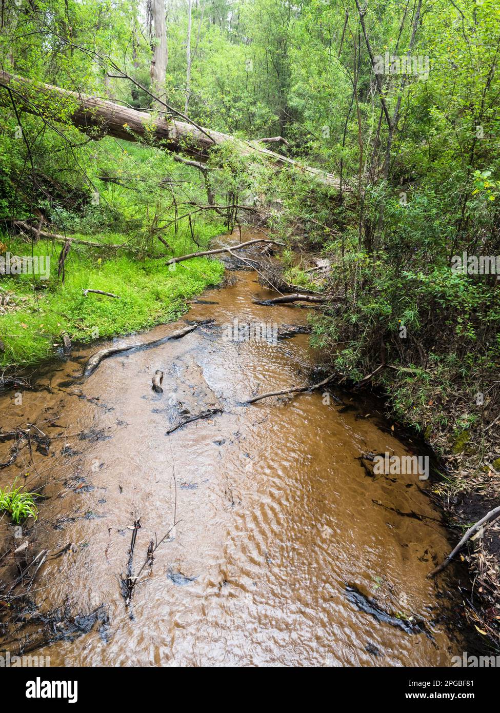 Crystal Brook, Bibbulmun Track, Nuyts Wilderness, Walpole-Nornalup National Park, Australia Occidentale, Australia Foto Stock