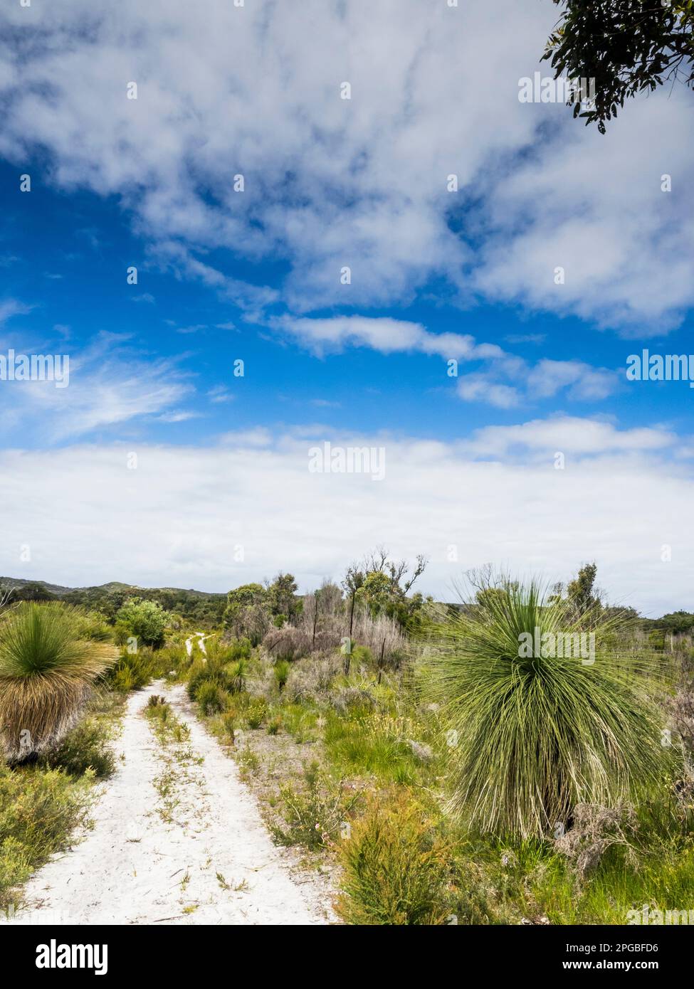 Ampia sezione di Bibbulmun Track fiancheggiata da grasstrees (Xanthorrhaea preissii) verso Nuyts Wilderness, Walpole-Nornalup National Park Foto Stock