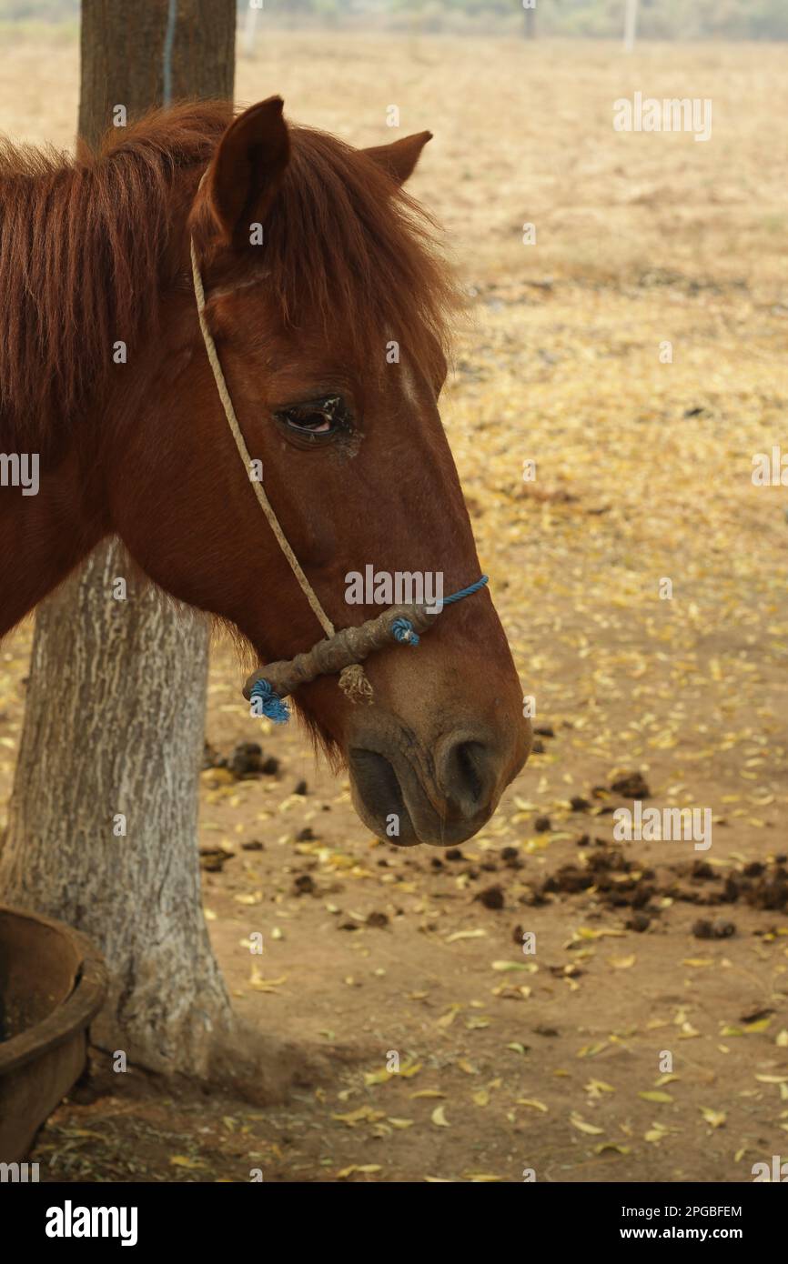 Animale triste Foto Stock