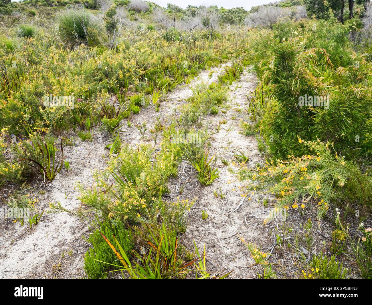 I solchi di ruota sovradimensionati a Nuyts Wilderness, Walpole-Nornalup National Park, Australia Occidentale, Australia Foto Stock