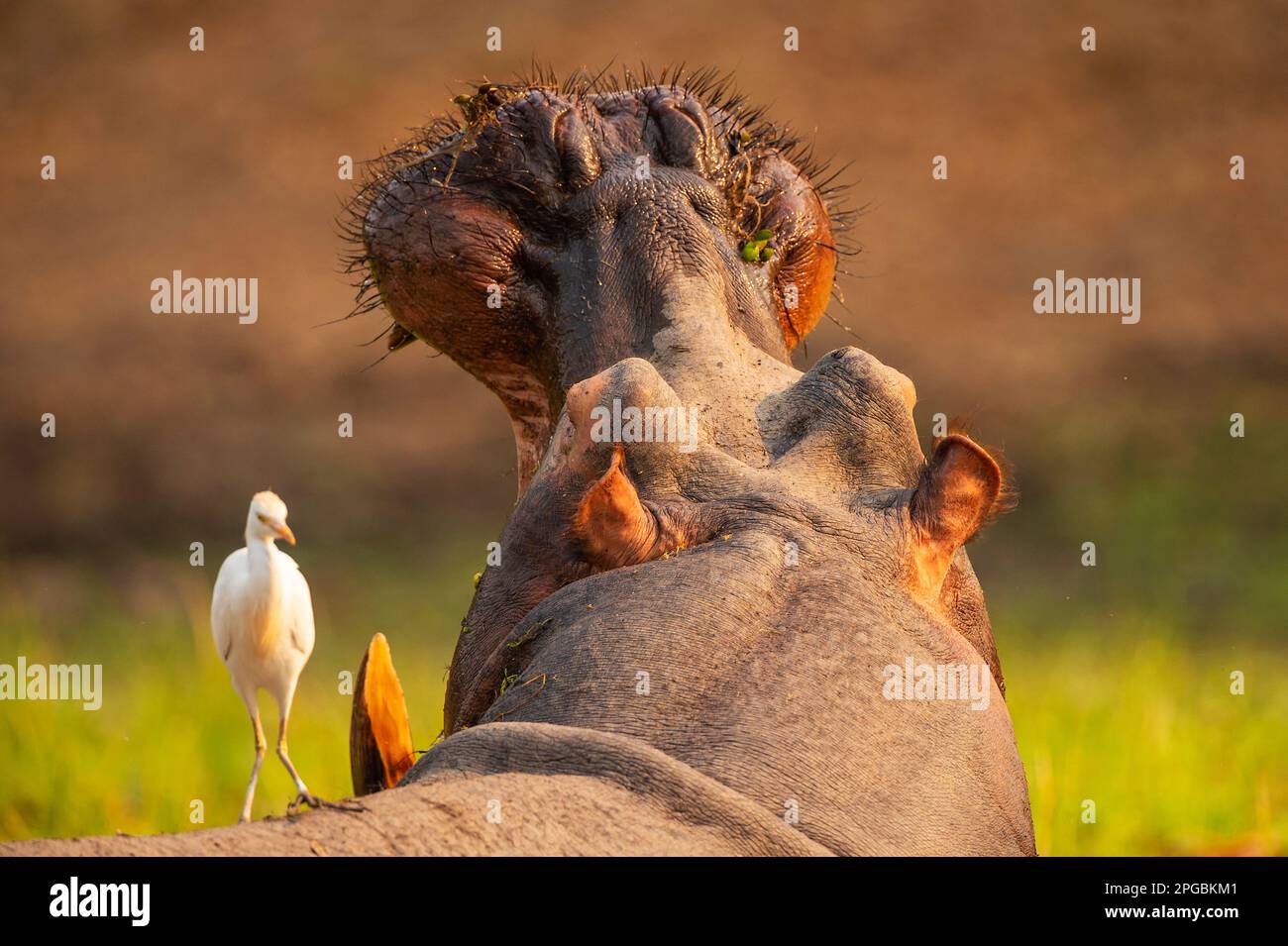 Si vede un'egret di bestiame seduto sulla testa di un ippopotamo nel Parco nazionale Mana Pools dello Zimbabwe. Foto Stock