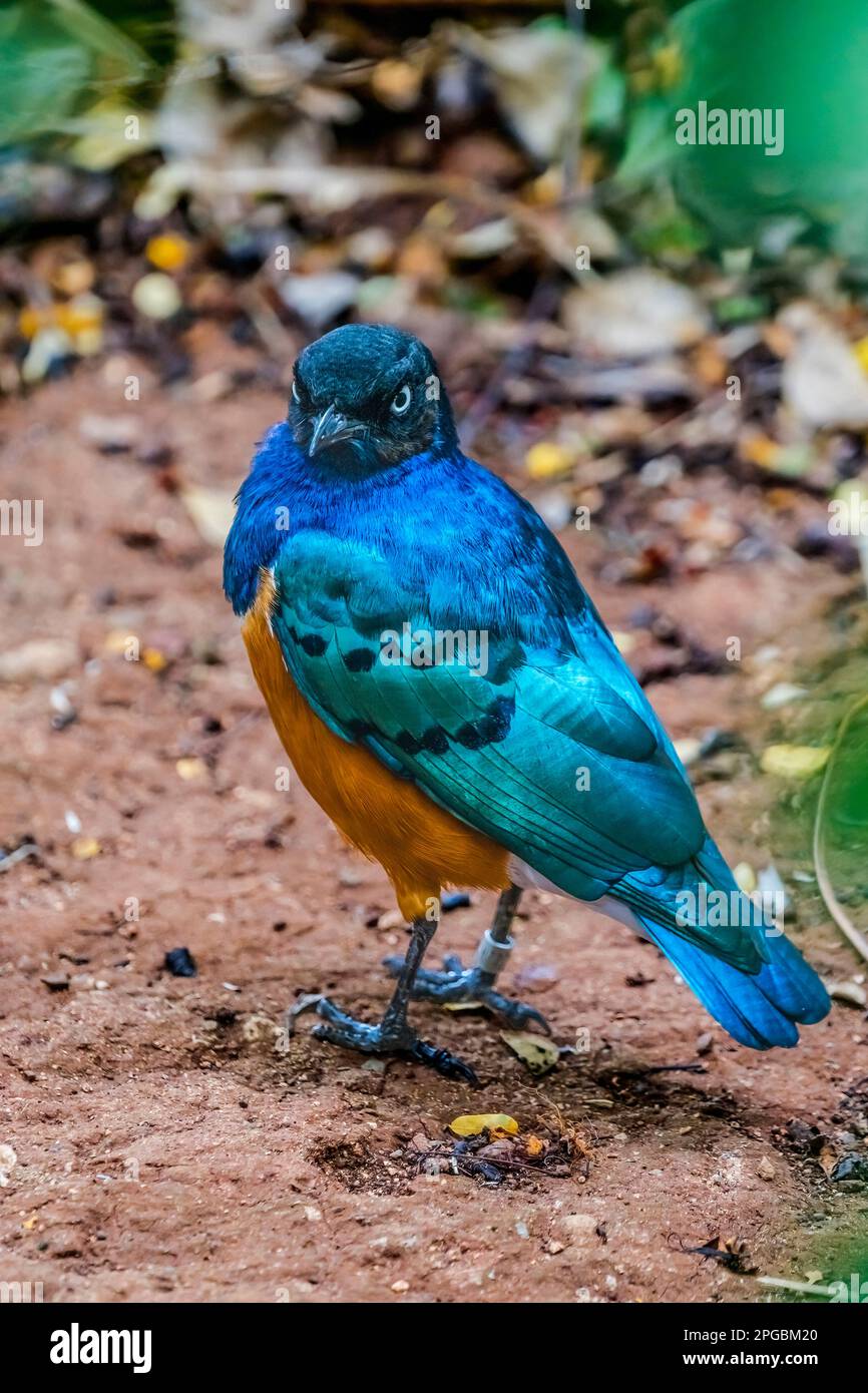 Blue Purple Orange Breasted superbo Starling Lamprotornis Superbus uccello dell'Africa Orientale Foto Stock