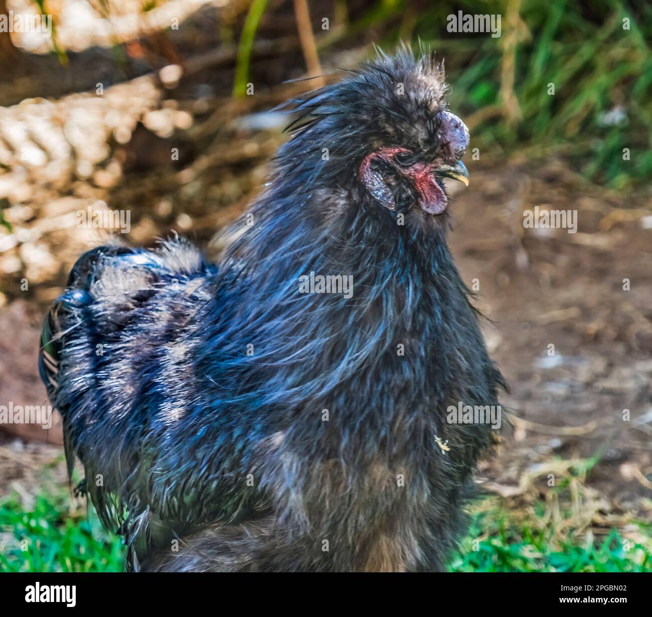 Colorato Black Chinese Silkie Chicken Waikiki Oahu Hawaii. Pollo nativo della Cina Foto Stock