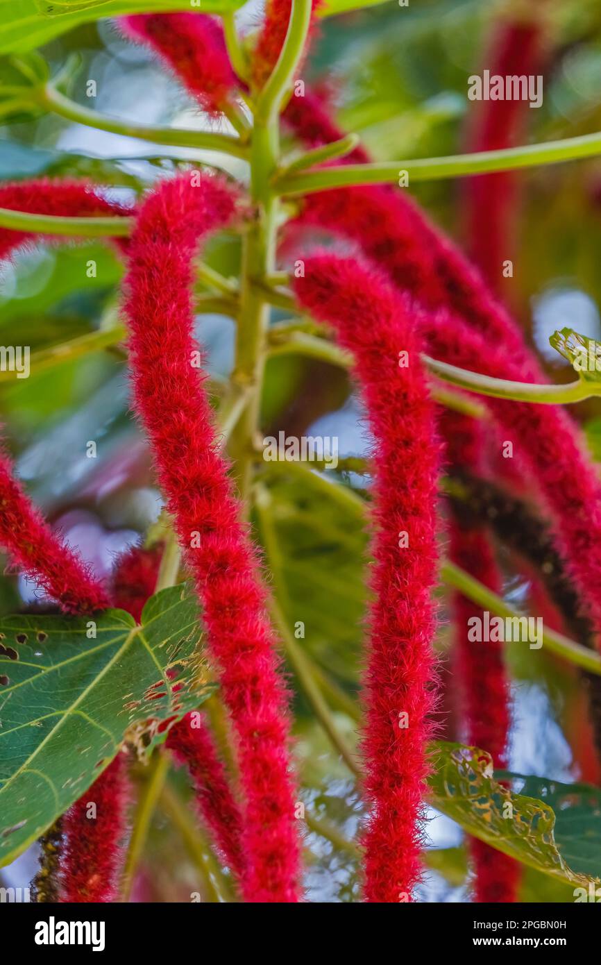 Red Hot Cat coda Phillipine Medusa chenille pianta Fiori Acalypha hispida Chiudi Waikiki Honolulu Hawaii. Foto Stock