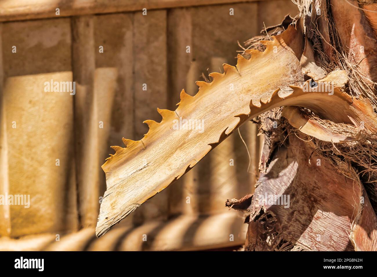 Albero di palma - denti di corteccia Foto Stock