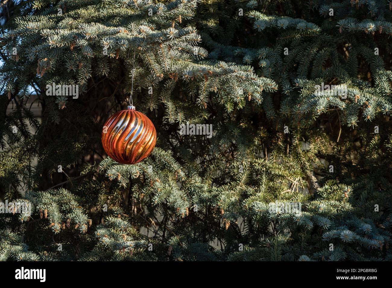 Decorazione di Natale su abete rosso argento lasciato alla stagione primaverile alla luce del sole basso. Foto Stock