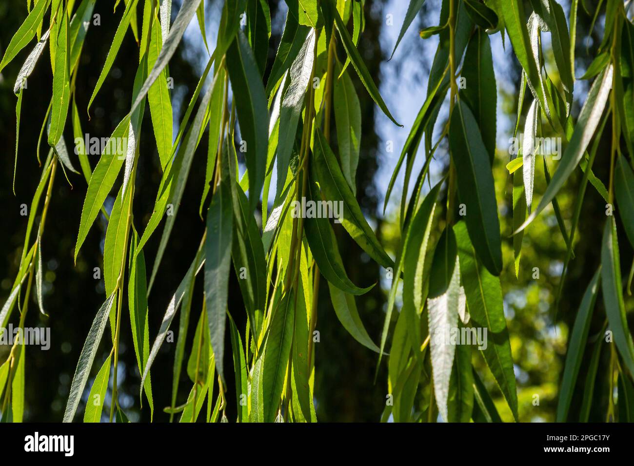 Il salice dorato piangente è l'albero piangente più popolare e cresciuto nelle calde regioni temperate del mondo. Foto Stock