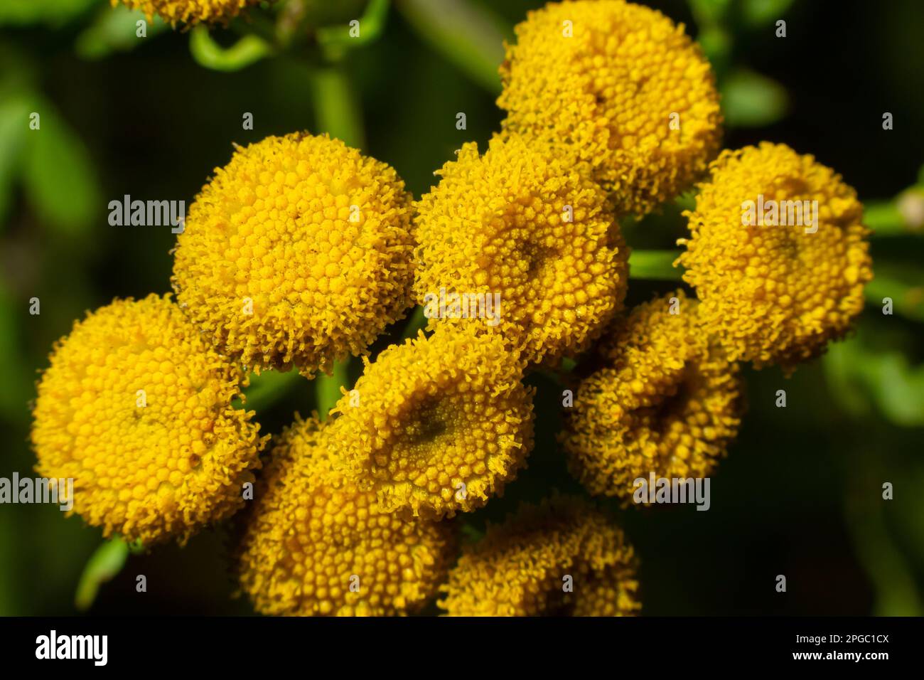 Tansy è una pianta erbacea perenne fioritura usata nella medicina popolare. Foto Stock