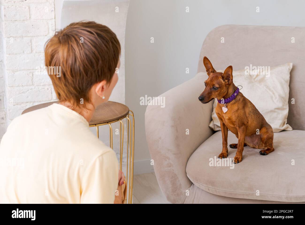 Proprietario che gioca con il cane gioioso a casa, felice donna matura godendo l'esercizio con il suo pinscher in miniatura carino. Giocare con il concetto di un cane a casa nella camera da letto sul letto Foto Stock