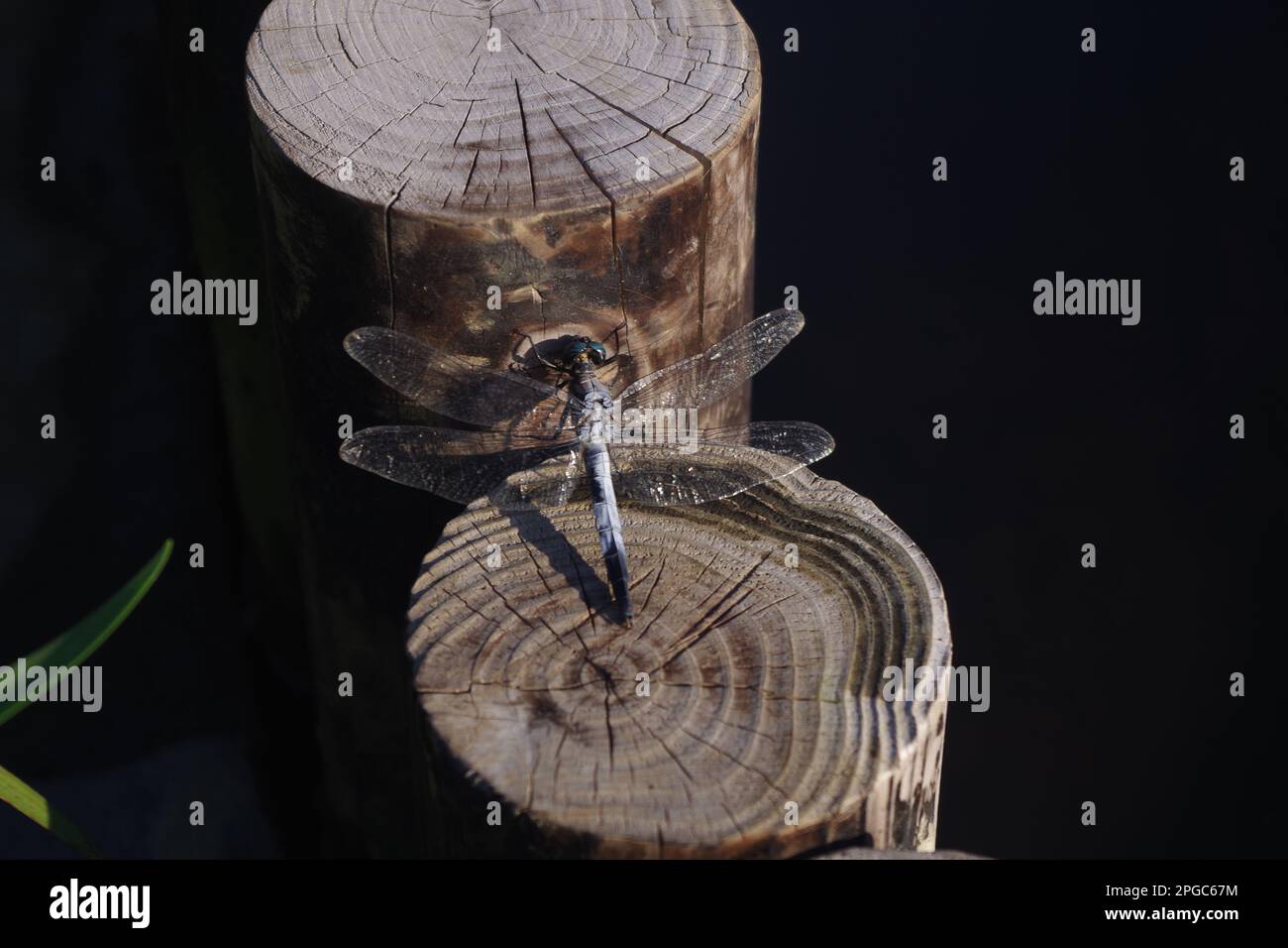 Libellula Foto Stock