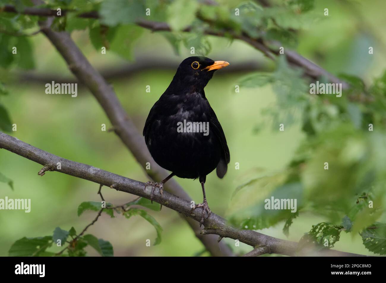 Blackbird comune / Amsel ( Turdus merula ) arroccato su un ramo nel bosco, guardando con attenzione, la fauna selvatica, Europa. Foto Stock