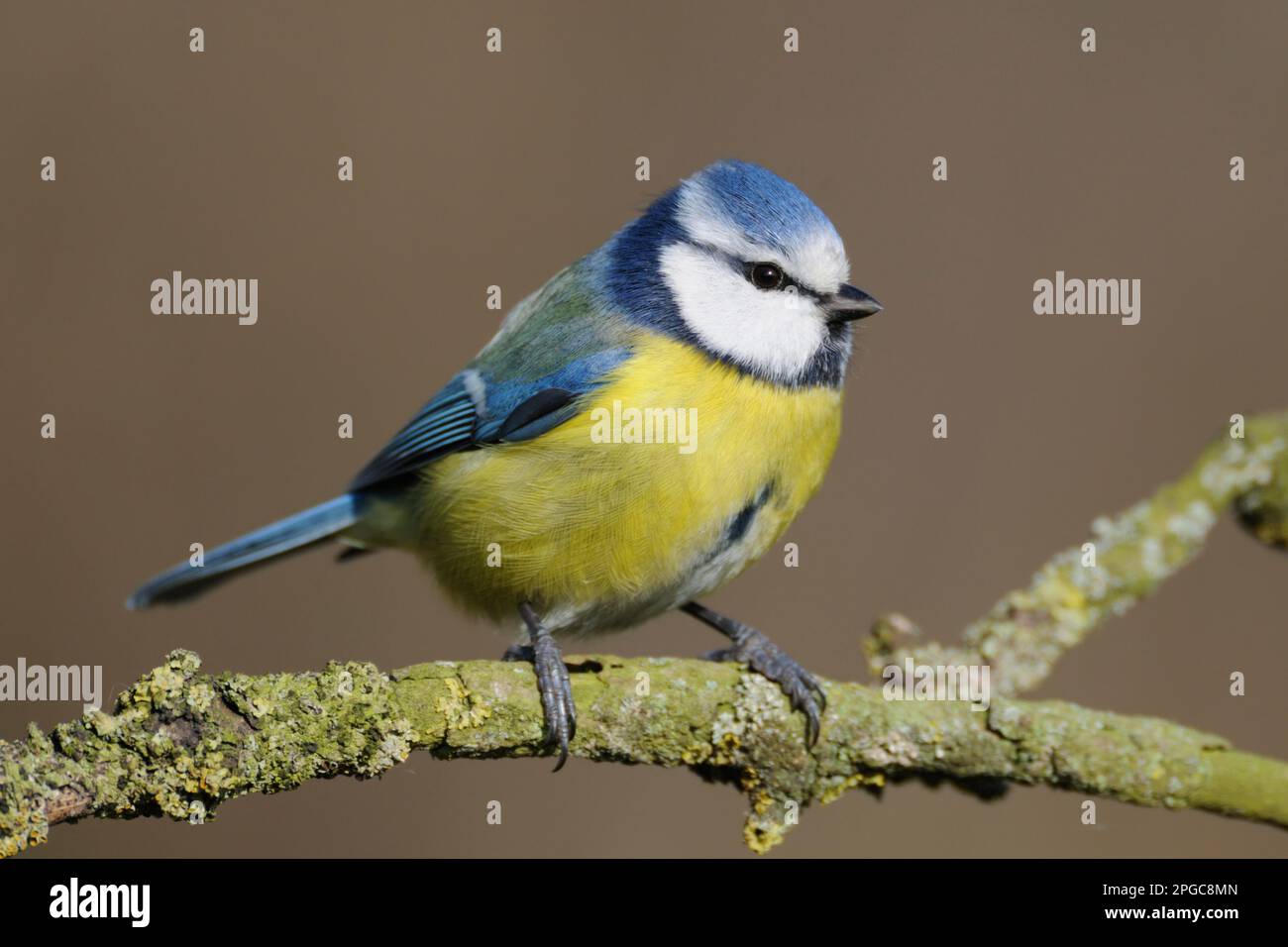 Bluetit arroccato su un ramo, tipico uccello da giardino, piccolo, divertente e comune songbird allover Europa, molto dettagliato, bella luce. Foto Stock