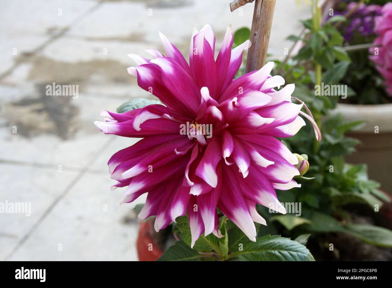 Magenta bizantino colurato (giglio d'acqua) dahlia della cultivar 'Cameo' con petali bianchi : (pix Sanjiv Shukla) Foto Stock