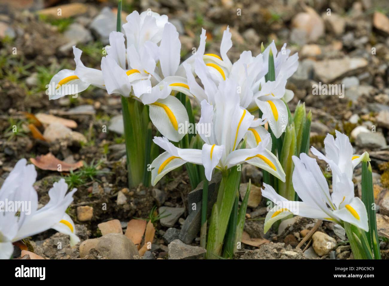 Alpino, Iris reticulata, small, Iris, vegetali, Iris, Cluster, Flags, Hardy, Iris 'Caucaso bianco' piante alpine Rocky Foto Stock