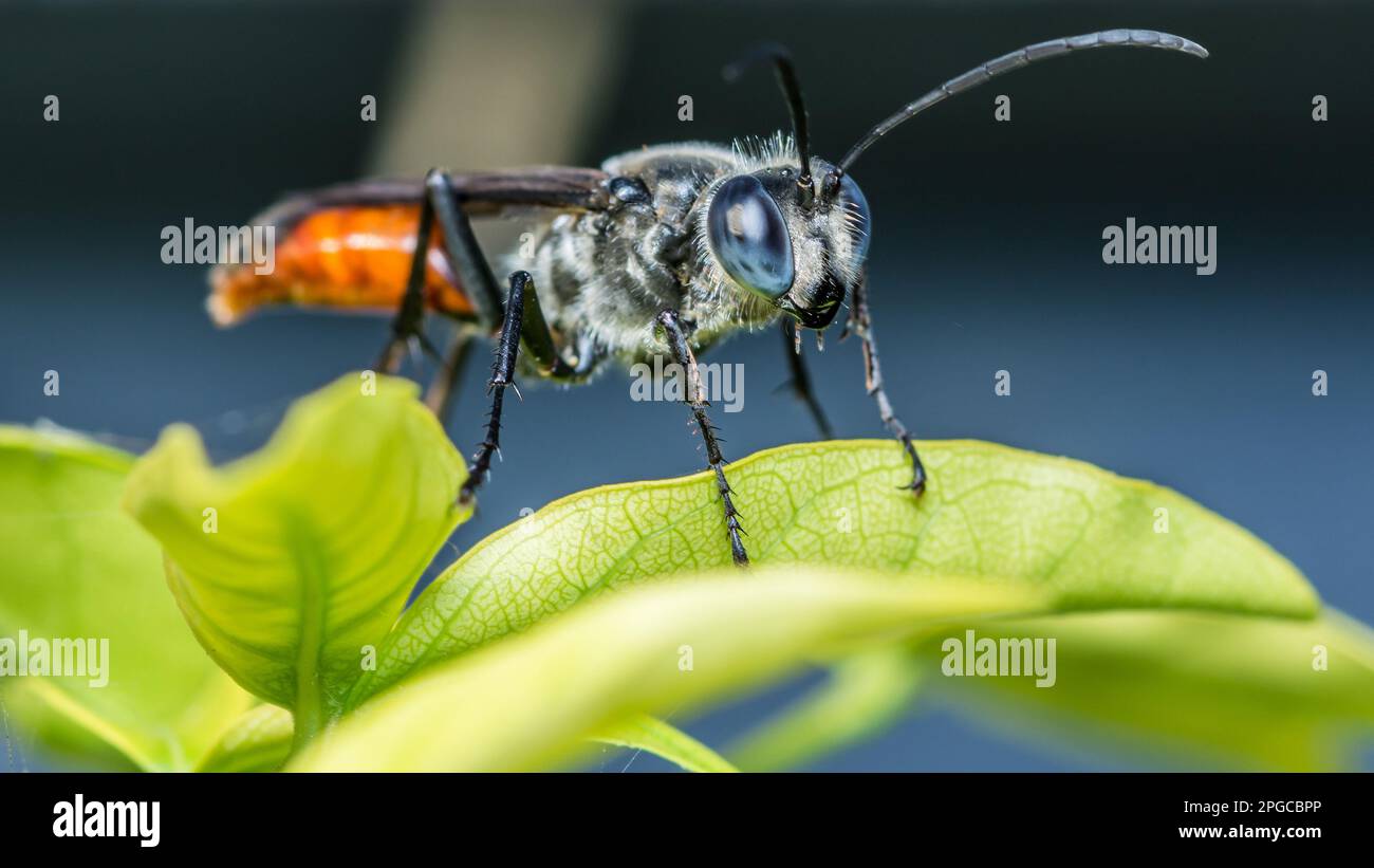 Una piccola vespa nero-arancione o una piccola vespa ragno in piedi su foglie verdi, sfondo natura, Macro foto. Foto Stock