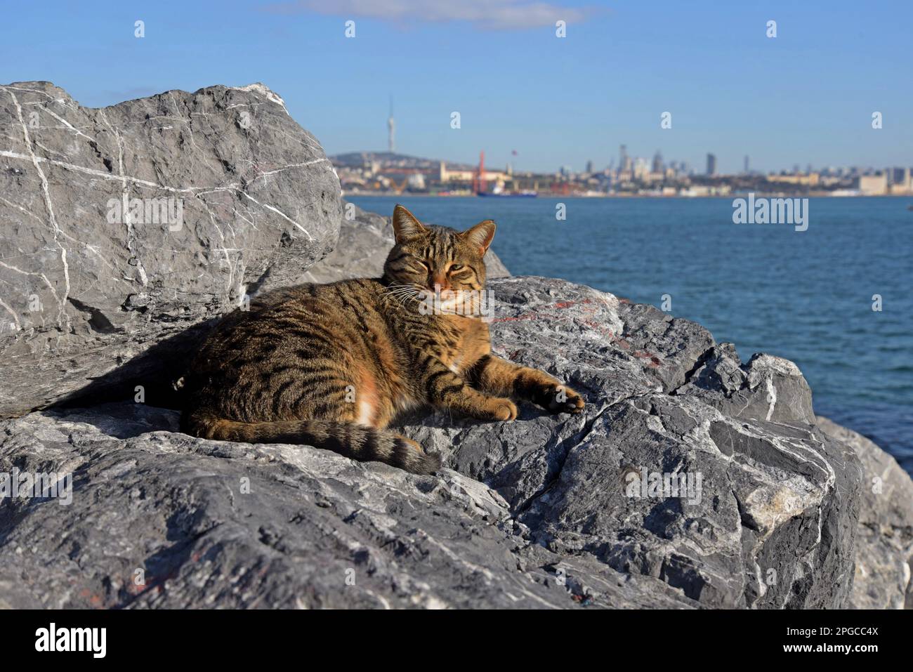 Gatto vagante godendo il sole sulle rocce dal Bosforo, a Istanbul, Turchia Foto Stock