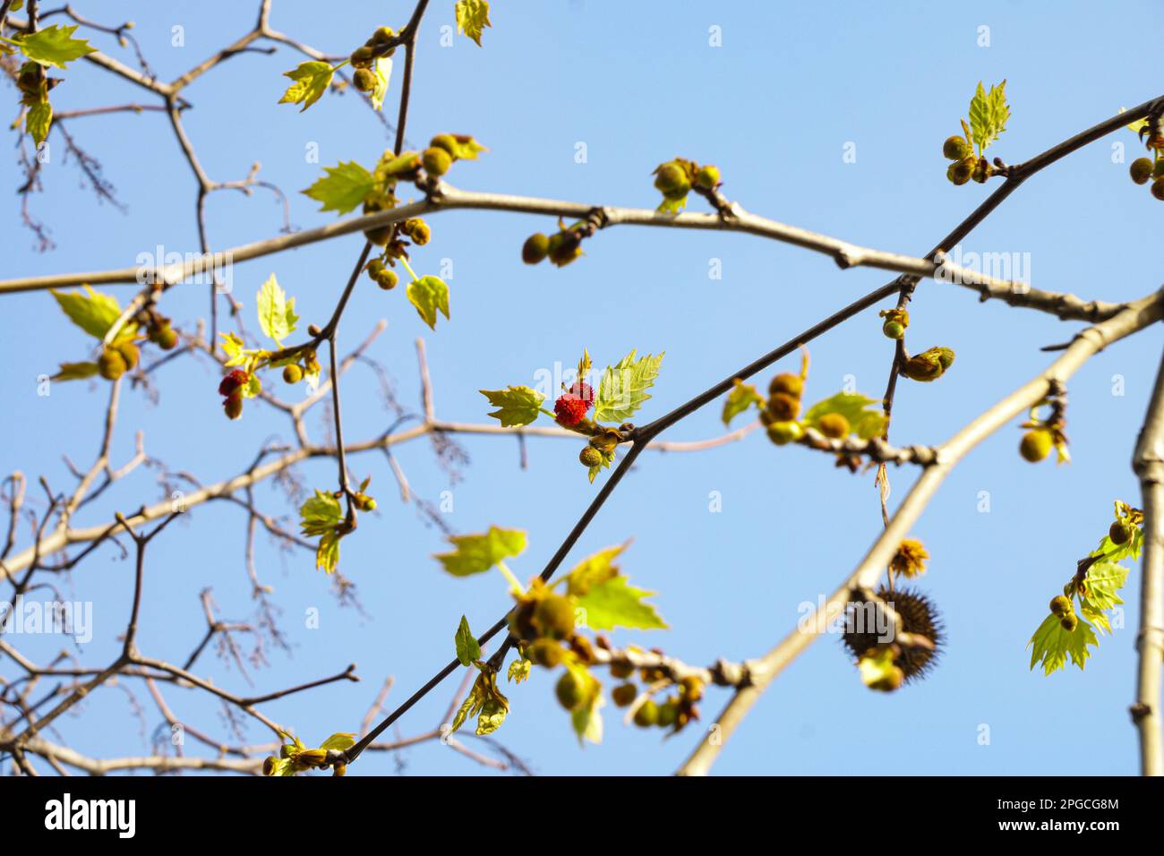 Gemme di un castagno in primavera molto presto. Cielo blu e ramoscelli di castagno sullo sfondo Foto Stock