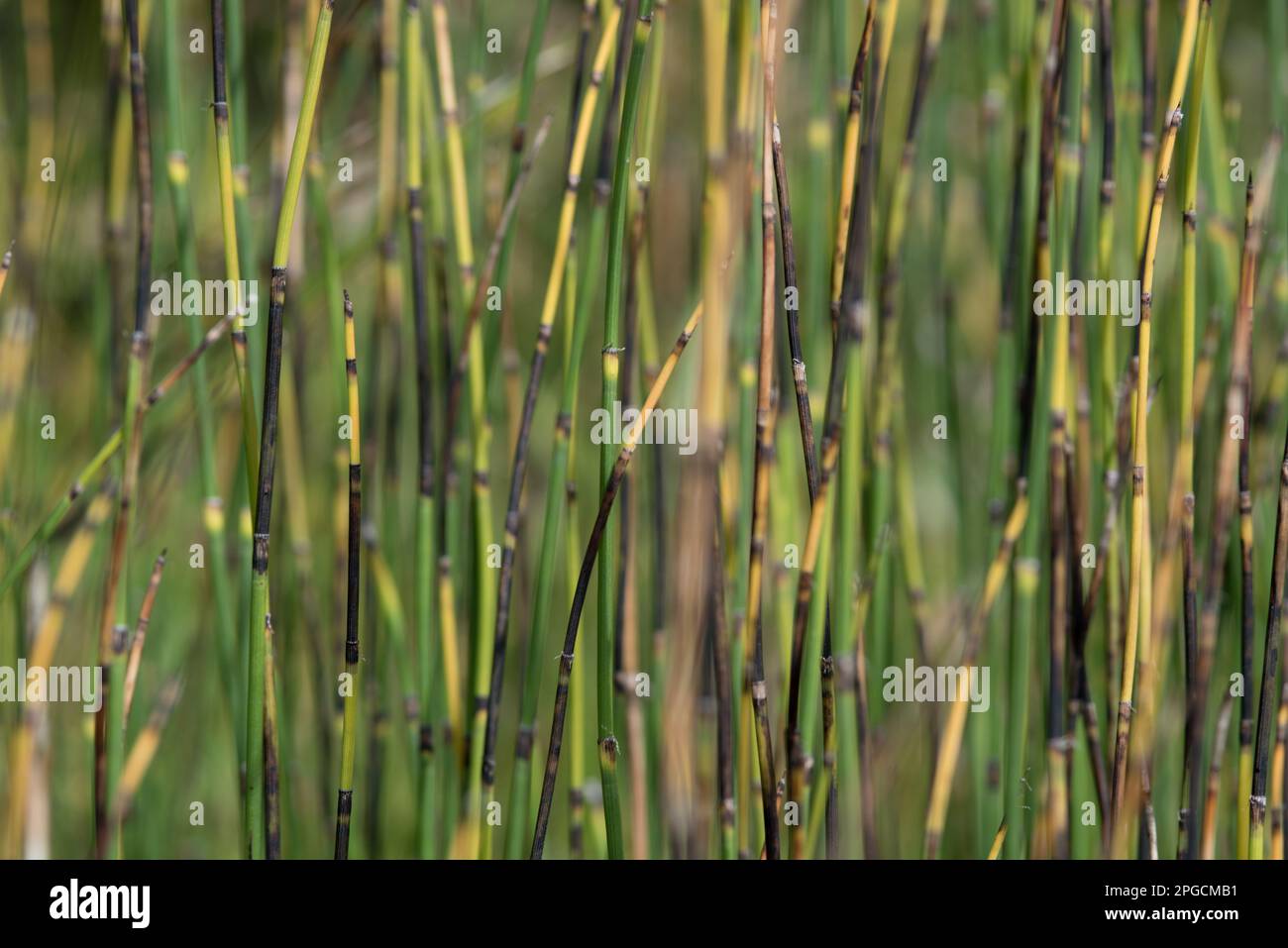 la bellezza e la peculiarità della natura in montagna, gli elementi naturali. Foto Stock