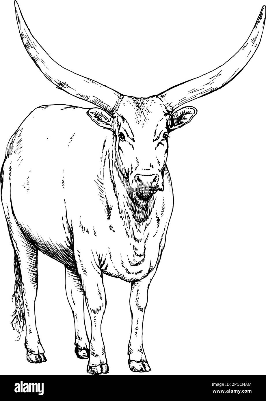Disegno a mano realistico di un ankole a forma di corna lunga, illustrazione vettoriale Illustrazione Vettoriale
