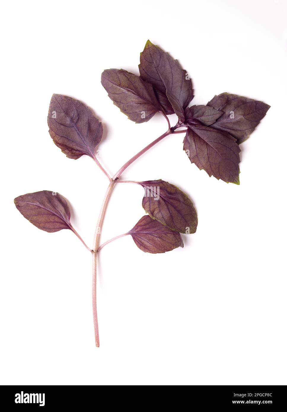 Ramo di basilico rosso rubin dall'alto. Fusto con foglie fresche di Ocimum basicum purpurascens, una variante di basilico dolce, con foglie rossicce-viola. Foto Stock