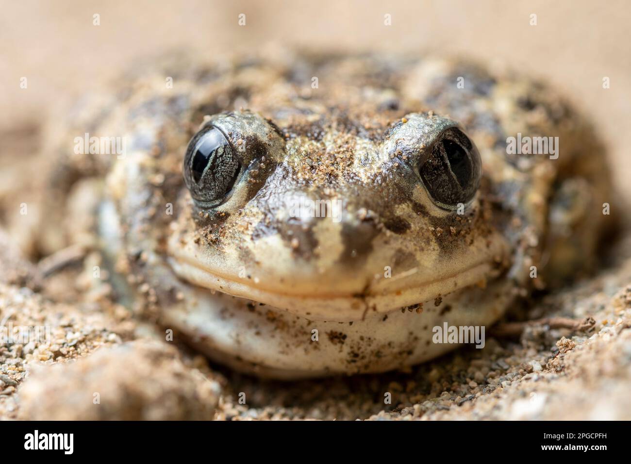 Primo piano di piccoli pelobati marroni cultripes toad con grandi occhi seduti sul terreno in sfondo sfocato Foto Stock