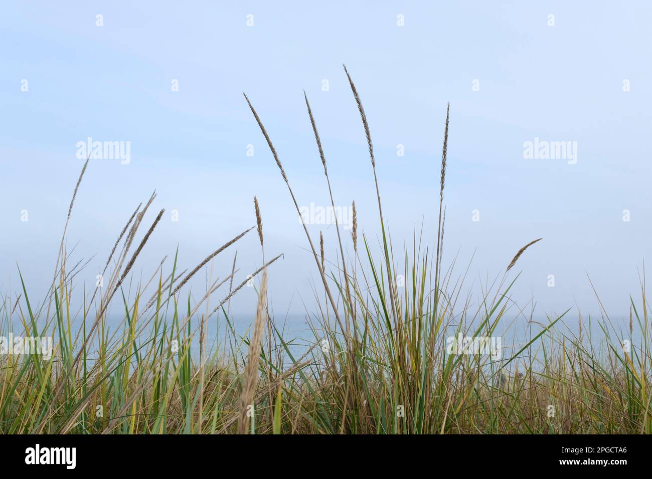 Mare l'erba di lyme sulla costa del Mar Baltico Foto Stock