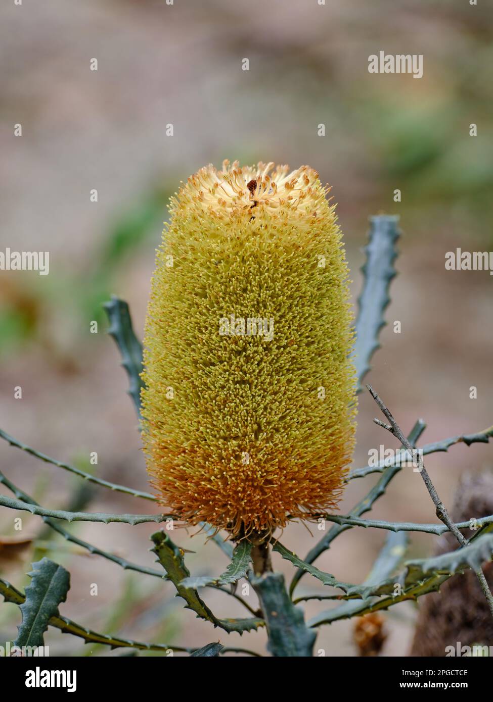 Banksia Pilostylis Foto Stock