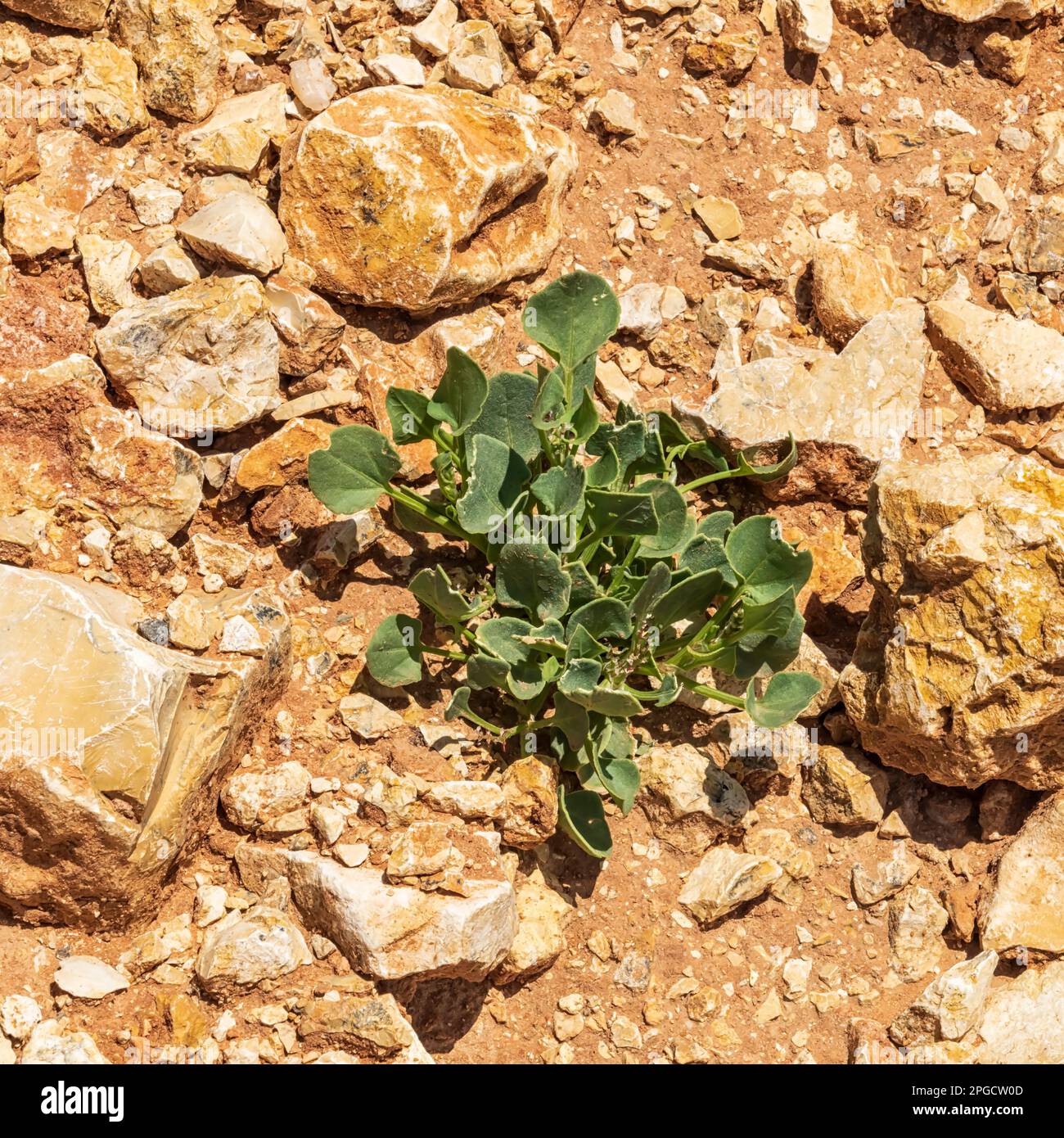 Le piante del deserto Foto Stock