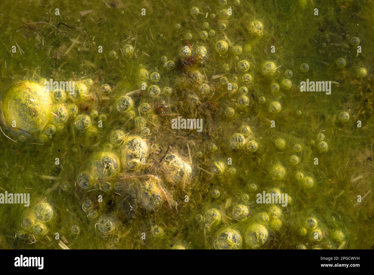 la bellezza e la peculiarità della natura in montagna, gli elementi naturali. Foto Stock