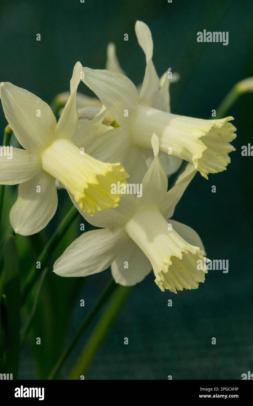 Amaryllidaceae, Narcissus 'Ice Baby', Trumpet daffodil, giallo bianco, Narcissus 'Snow Baby', Presto, Fiori, Primavera, giallo-bianco Foto Stock