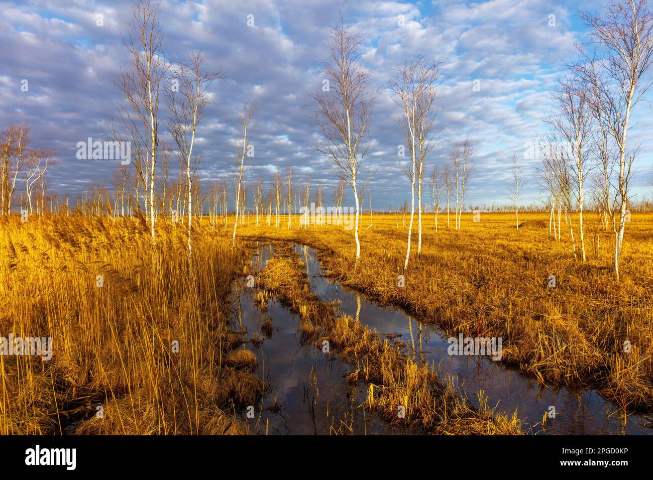 Biebrza National Park, Podlasie, Polonia Foto Stock