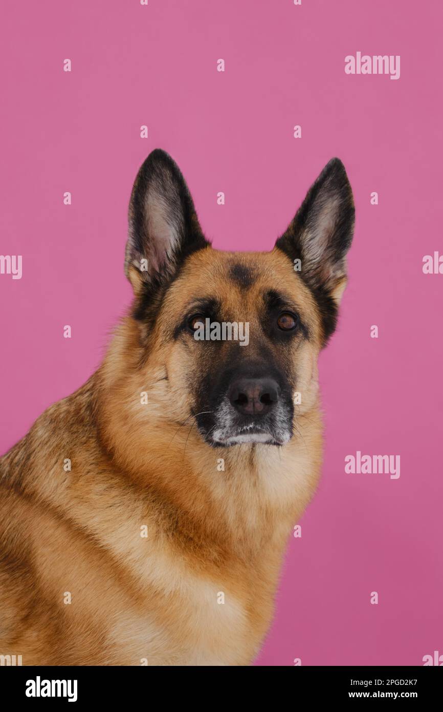 Nero rosso tedesco Shepherd studio ritratto primo piano su sfondo rosa. Il cane con il volto serio guarda in avanti. Animale domestico di mezza età con muzzl grigio Foto Stock