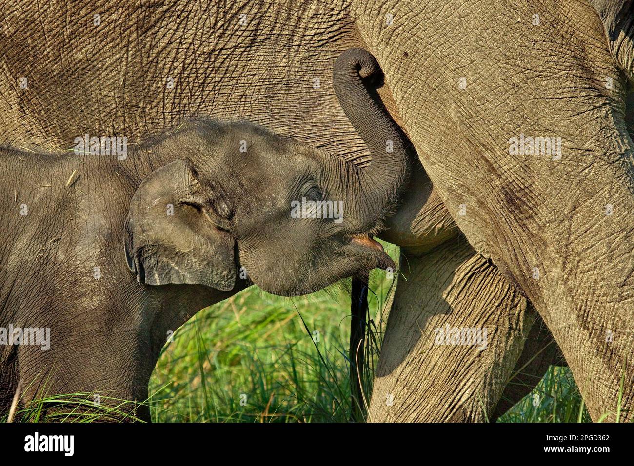 Elephant giovane uno che succhia Foto Stock