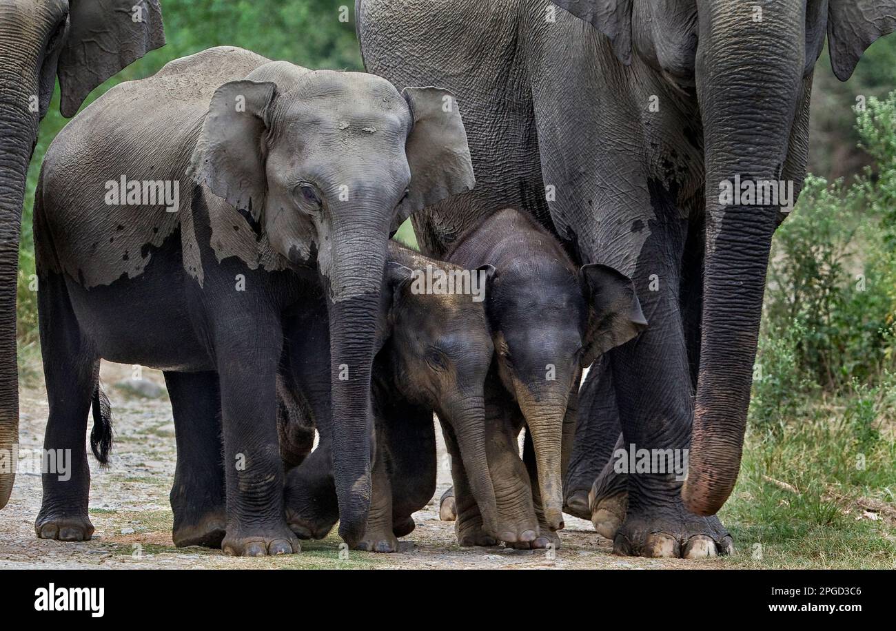 Elefanti protetti vitello Foto Stock