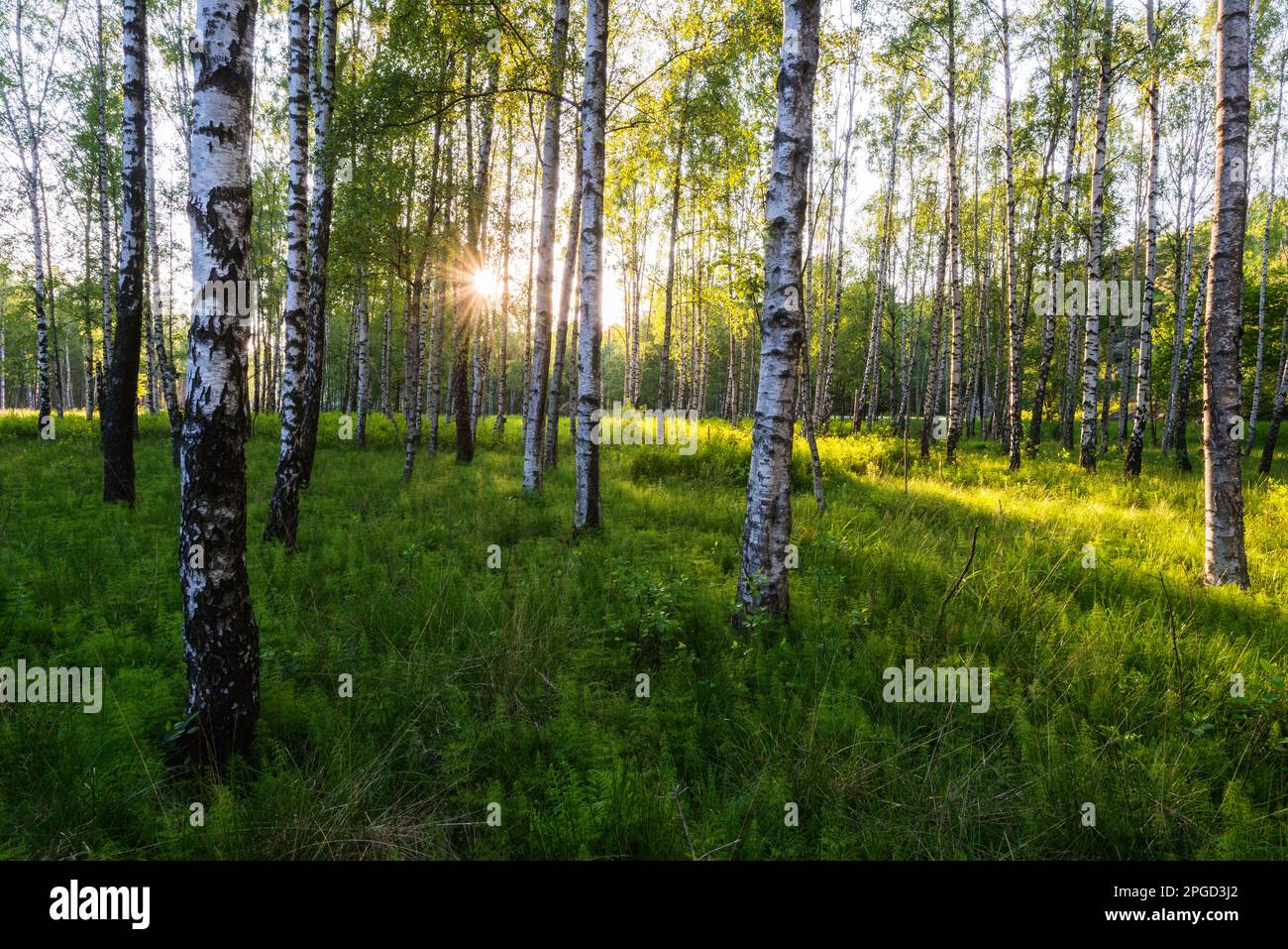 La luce del sole attraverso un bosco di betulle ed erba verde Foto Stock