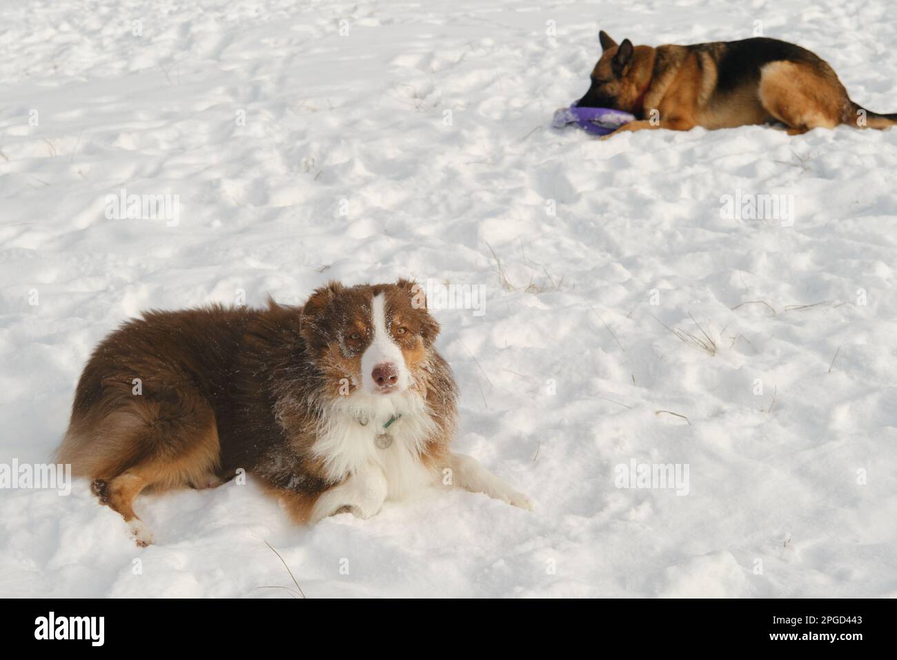 Gli animali di concetto hanno divertimento nella natura senza la gente. Due cani migliori amici che si trovano e riposano in inverno parco neve insieme. Pastore australiano e tedesco A. Foto Stock