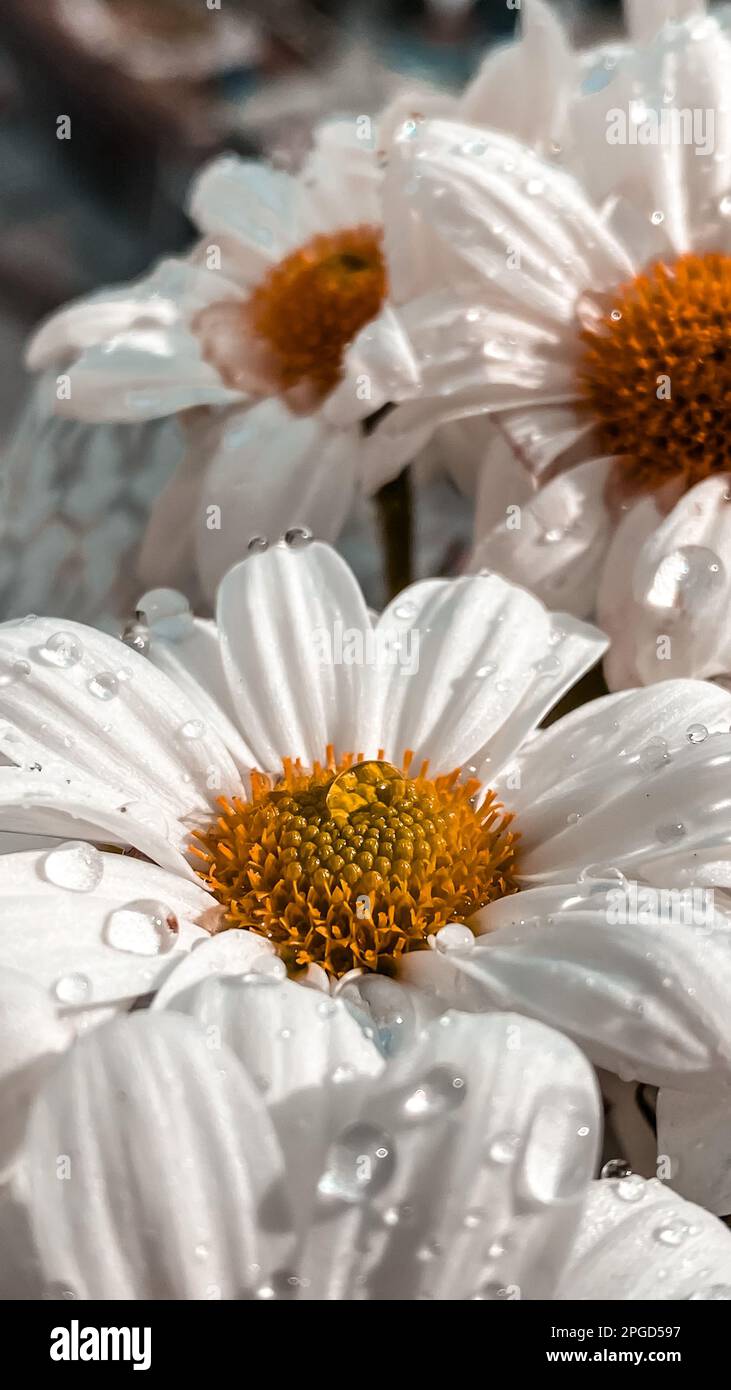 Primo piano di fiori bianchi di margherita illuminati dal sole con gocce di pioggia sui petali Foto Stock