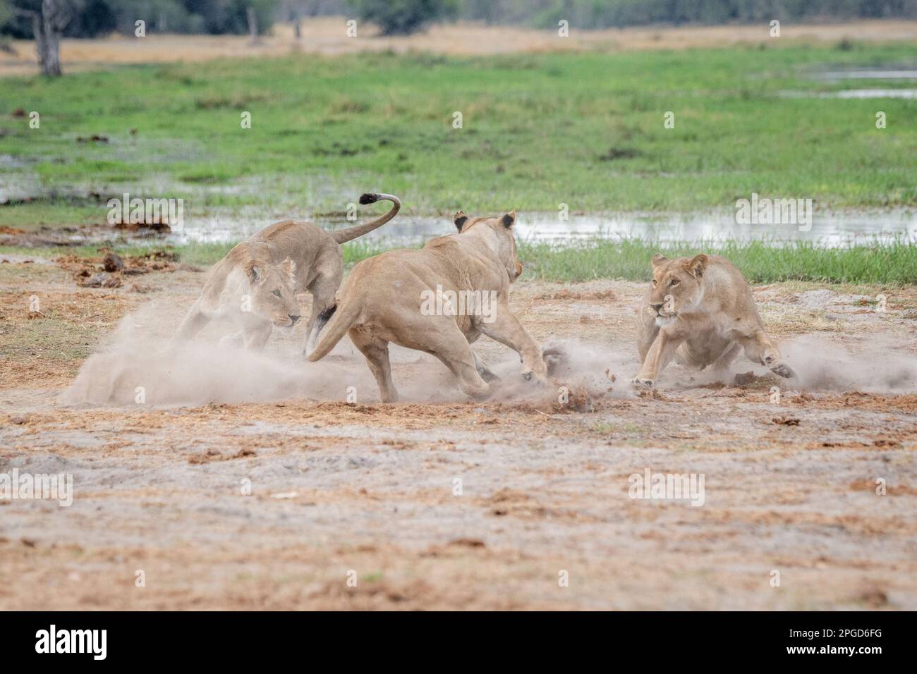 3 leonesse, (Panthera leo), giocare lotta. Un animale attacca l'altro leone femminile. Delta dell'Okavango, Botswana, Africa Foto Stock