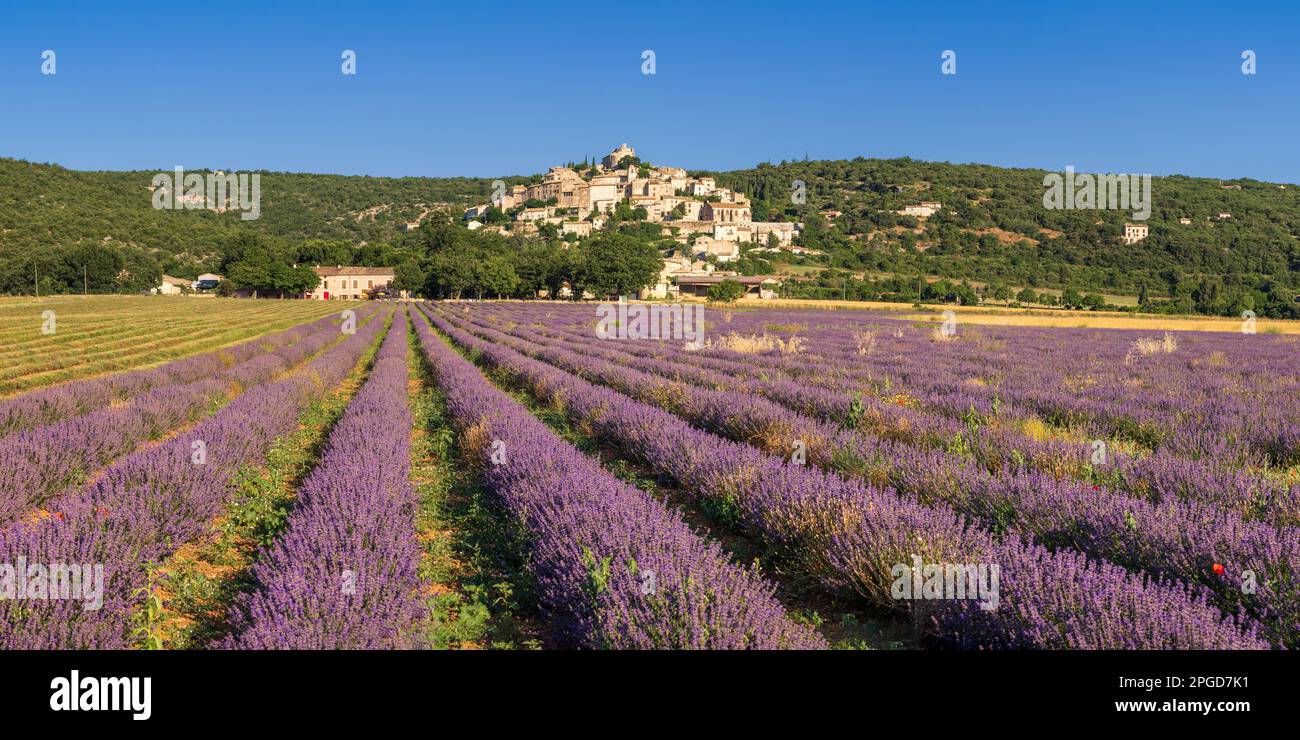 Il villaggio collinare di Banon in Provenza con campi di lavanda in piena fioritura. Alpes-de-Haute-Provence, Francia Foto Stock