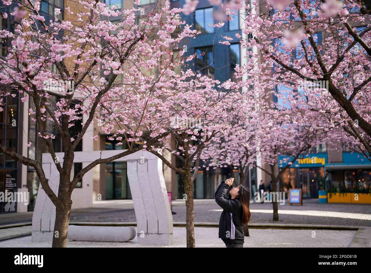 Le persone osservano e scattano fotografie degli alberi in fiore in piazza Oozells nel centro di Birmingham. Data immagine: Mercoledì 22 marzo 2023. Foto Stock