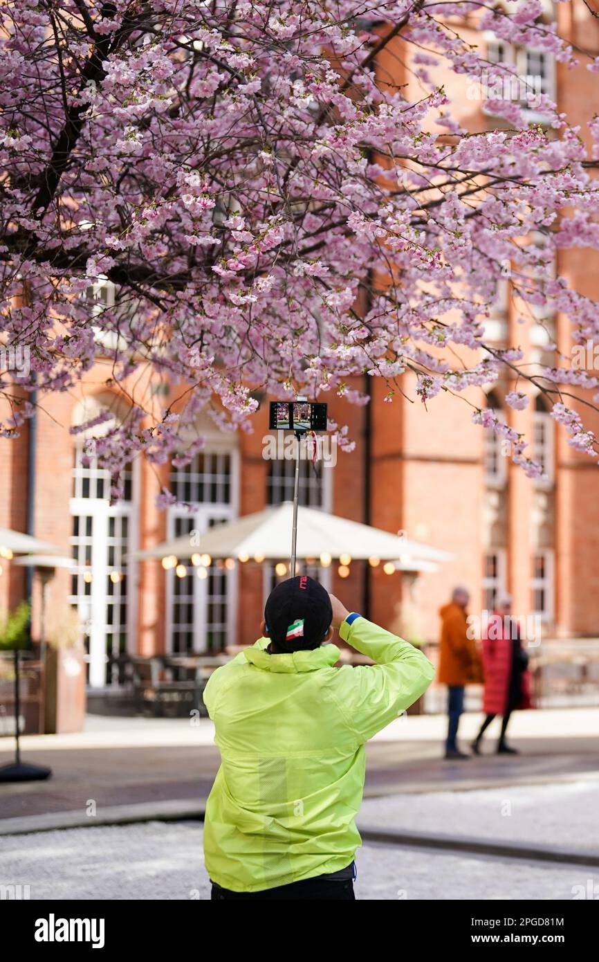 Le persone osservano e scattano fotografie degli alberi in fiore in piazza Oozells nel centro di Birmingham. Data immagine: Mercoledì 22 marzo 2023. Foto Stock