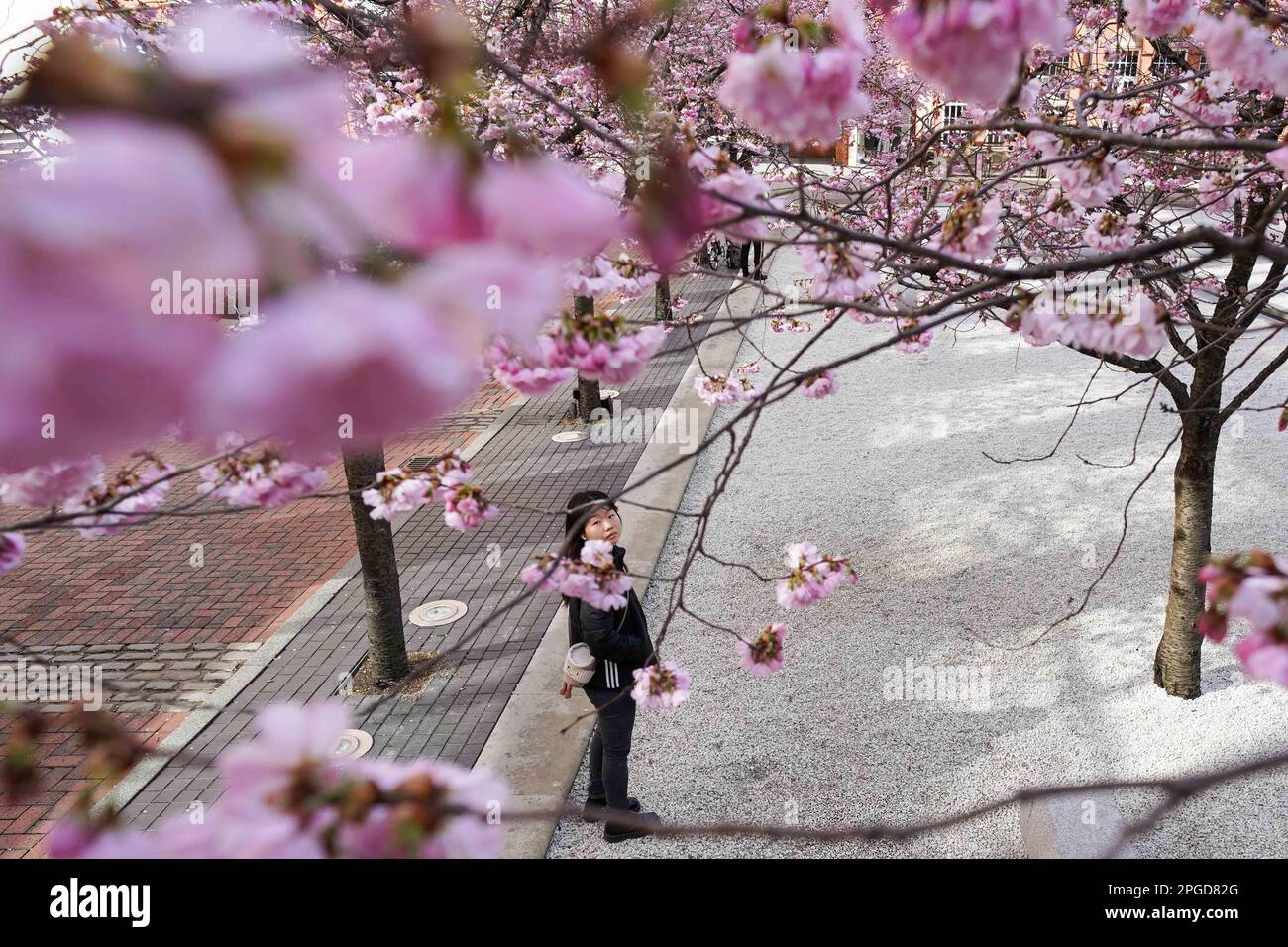 Una donna osserva gli alberi in fiore vicino a Oozells Square nel centro di Birmingham. Data immagine: Mercoledì 22 marzo 2023. Foto Stock