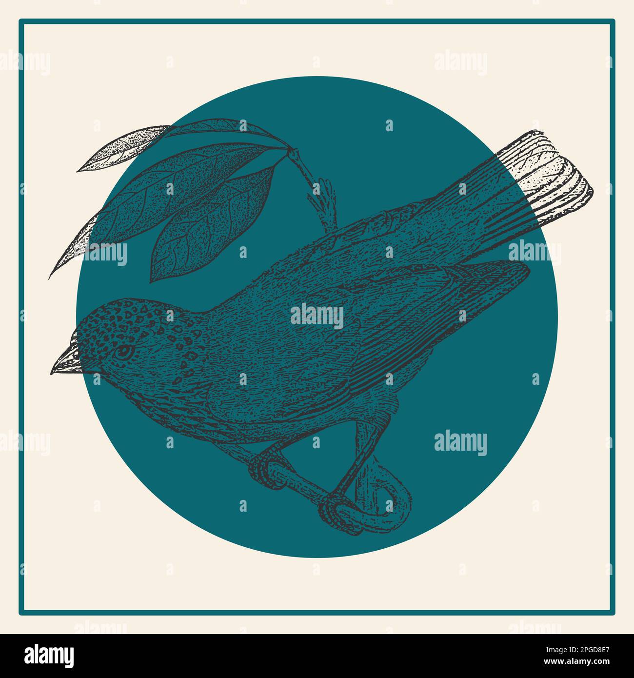 Scheda di illustrazione per l'incisione di uccelli Tanager in blu. Fauna e flora arte Autocisterna monocromatica Illustrazione Vettoriale