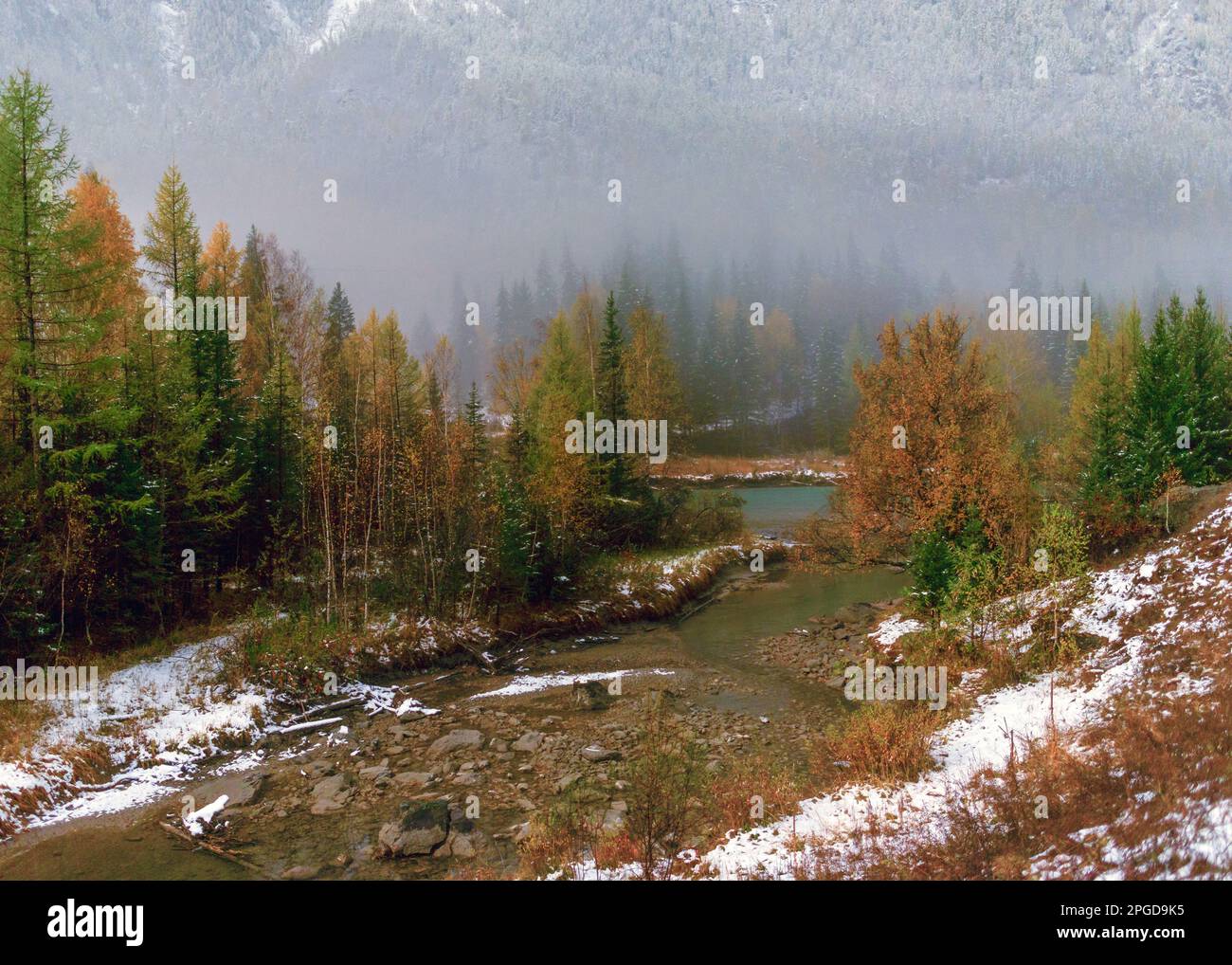 Fiume limpido in una notte luminosa con nebbia nella neve di alberi gialli autunnali in una foresta nelle montagne Altai in Siberia in autunno. Foto Stock