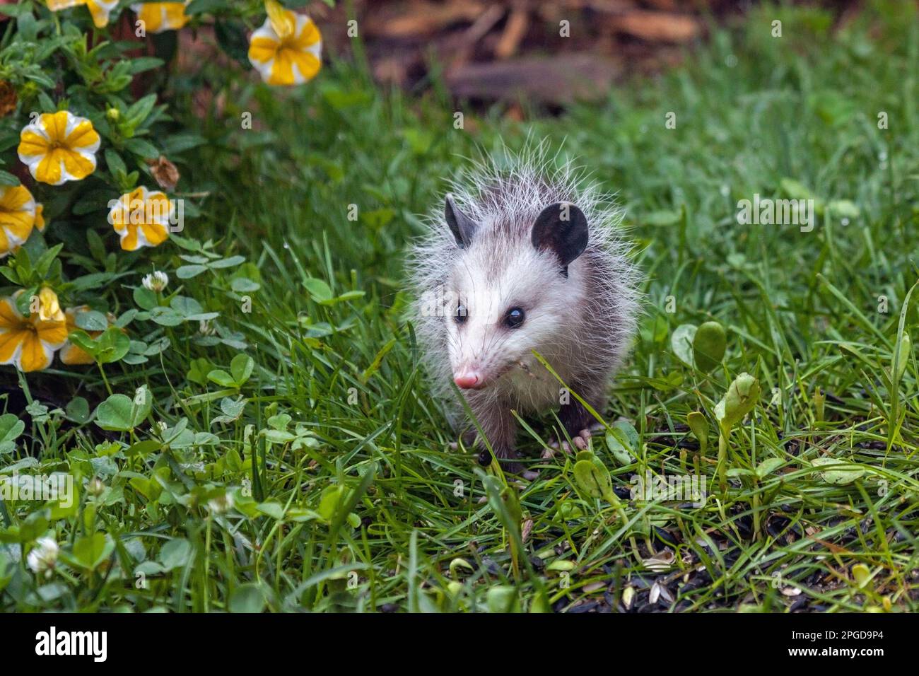 Rat opossum immagini e fotografie stock ad alta risoluzione - Alamy