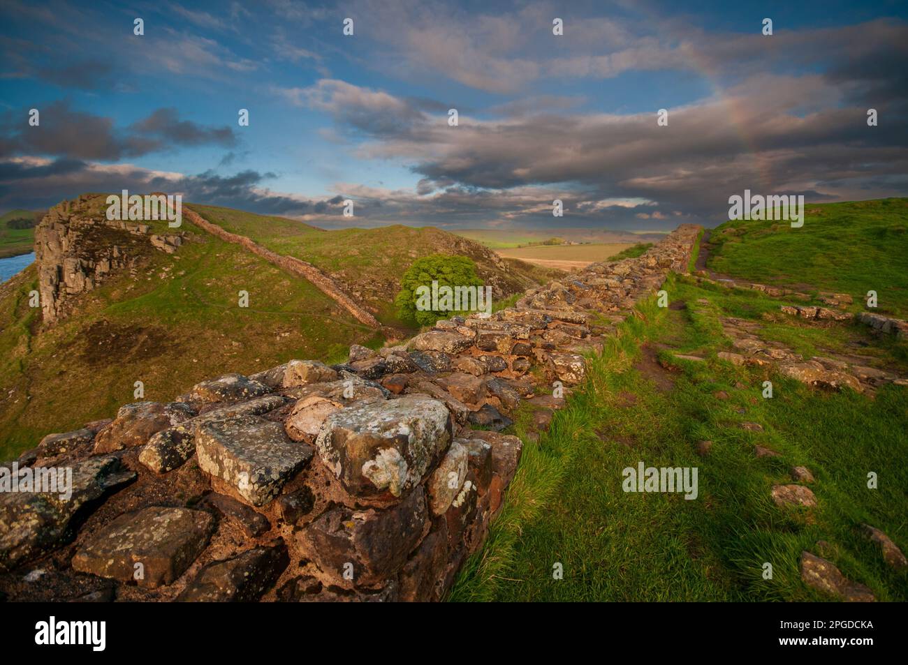 Il Muro Romano o il Muro di Adriano a Sycamore Gap, Northumberland, Inghilterra Foto Stock
