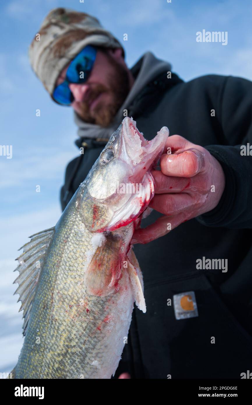 Walleye pescato ghiaccio pesca sul lago Erie Foto Stock